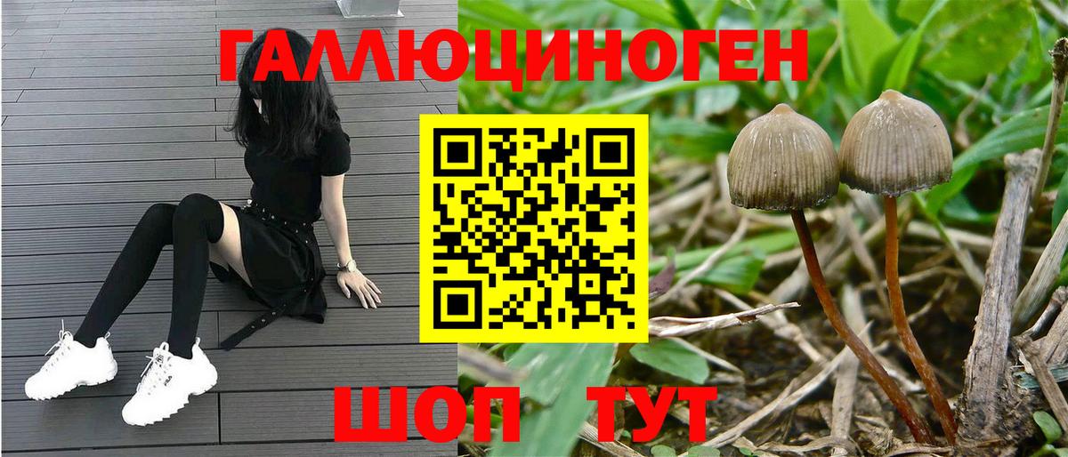 Псилоцибиновые грибы GOLDEN TEACHER Чернушка